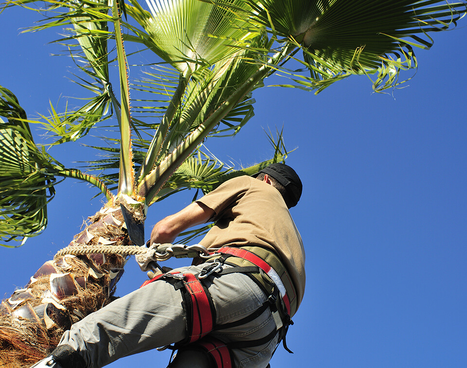 Tree Services
